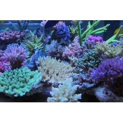 AquaForest Coral Food 20g