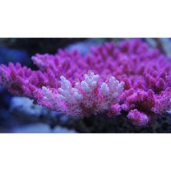 AquaForest PROBIOTIC Reef Salt